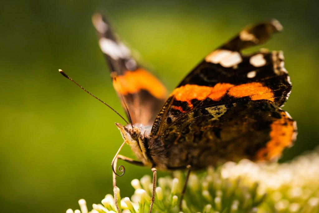 Closeup of Vanessa atalanta, the red admiral or, the red admirable butterfly on flower