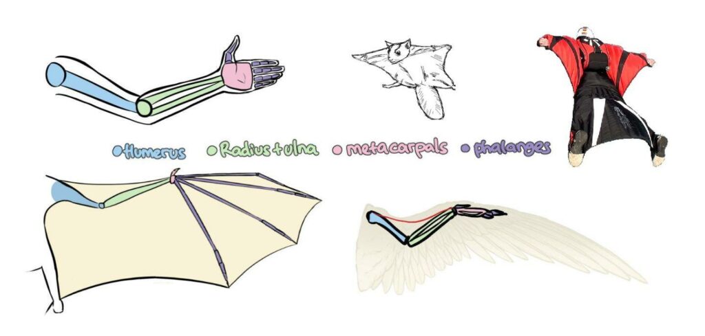 L’attribut alt de cette image est vide, son nom de fichier est Chauves-souris-anatomie-1024x489.jpg.