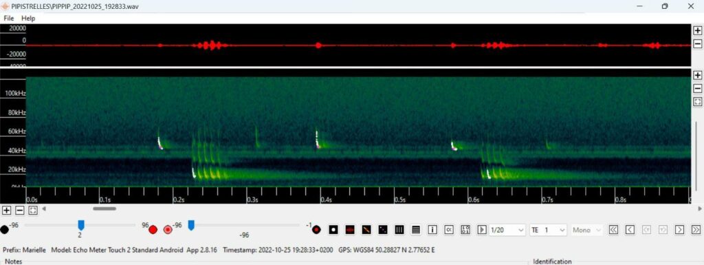 L’attribut alt de cette image est vide, son nom de fichier est Pipistrelle-1024x385.jpg.