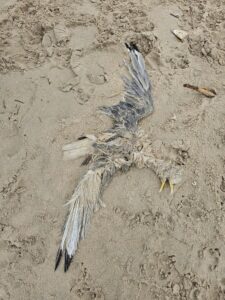 Dépouille de Mouette tridactyle